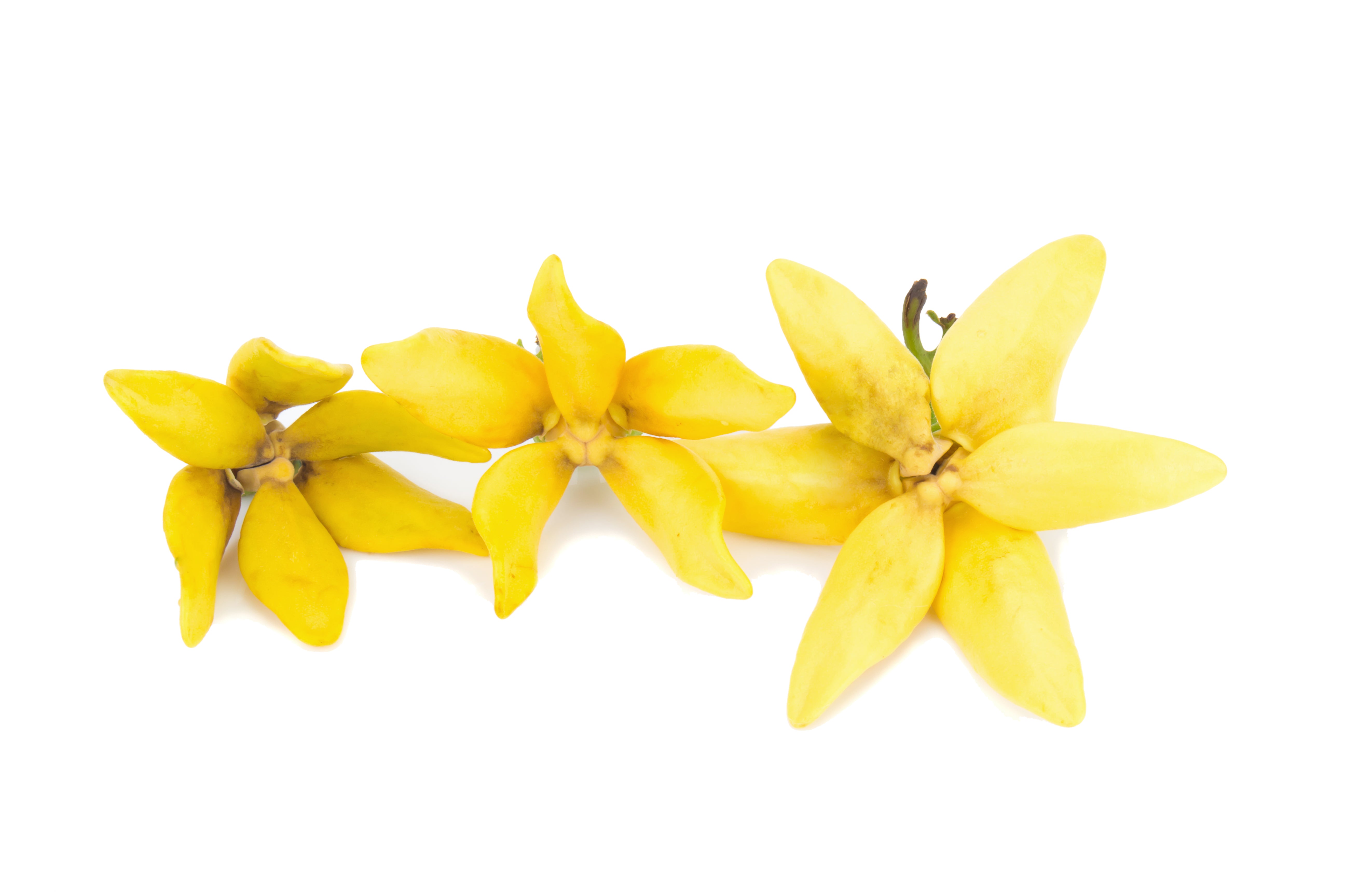 Sassy Mama - Body Oil for Glowing Skin