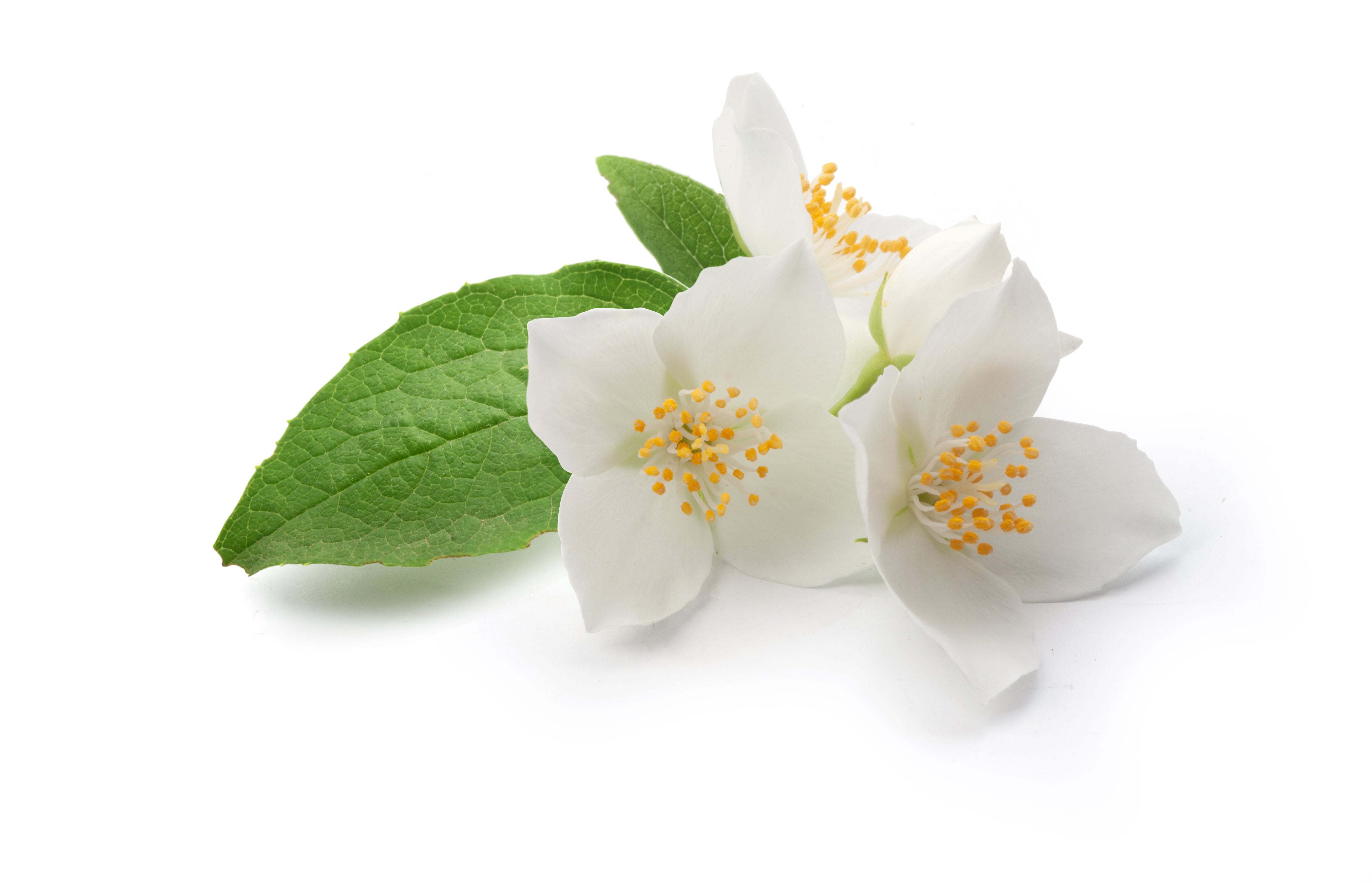Sassy Mama - Body Oil for Glowing Skin