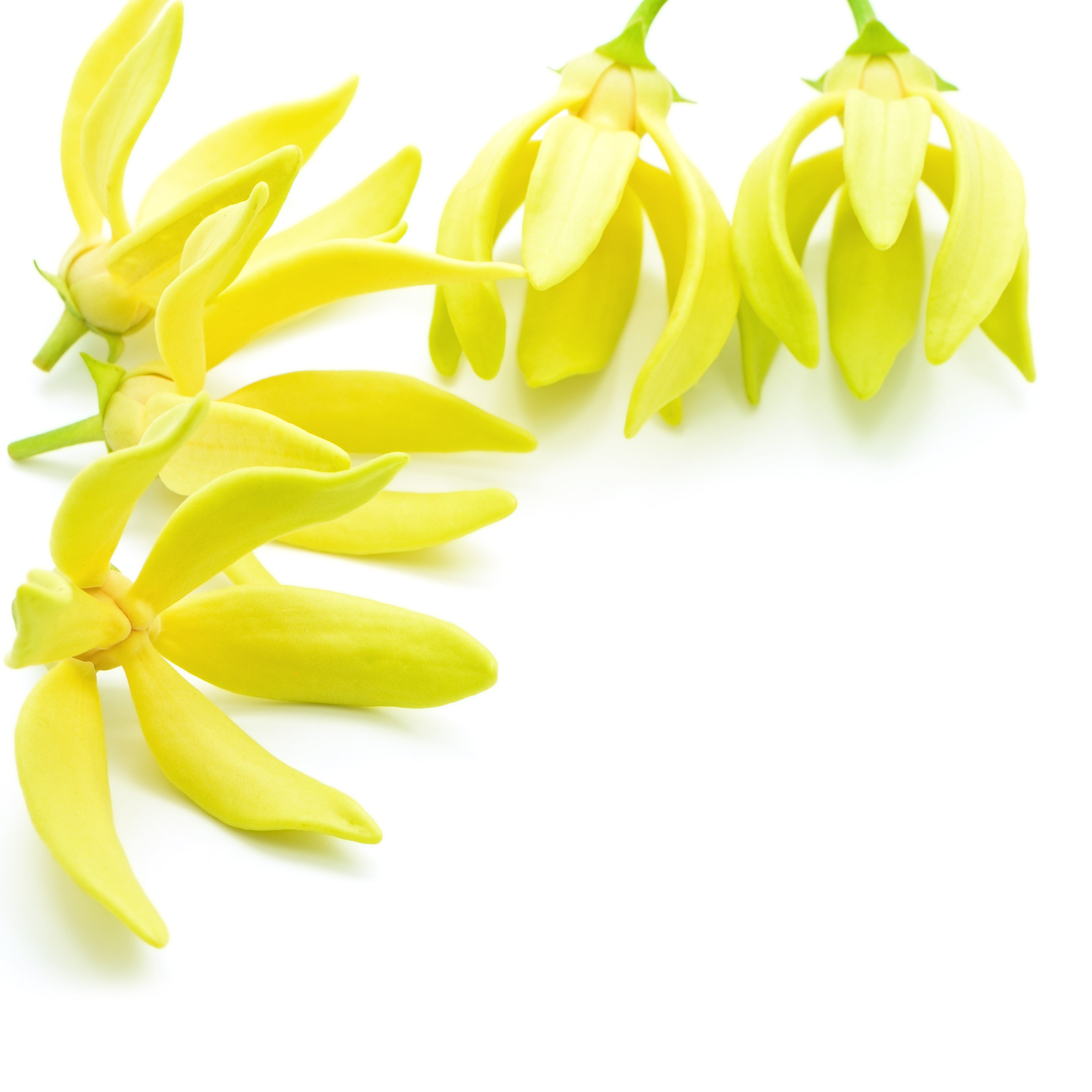 Sassy Mama - Body Oil for Glowing Skin
